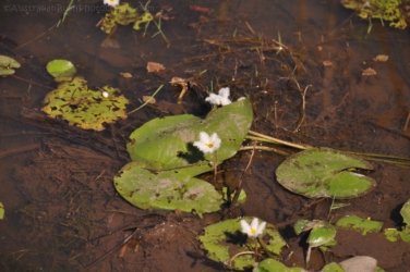 Mt Nancar Wilderness Retreat Daly River 020 DSC 0333 Mt Nancar Wilderness Retreat Daly River 020 DSC 0333