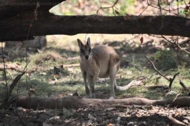 Mt Nancar Wilderness Retreat Daly River 037 DSC 0350 Mt Nancar Wilderness Retreat Daly River 037 DSC 0350