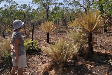 Mt Nancar Wilderness Retreat Daly River 085 DSC 0398 Mt Nancar Wilderness Retreat Daly River 085 DSC 0398