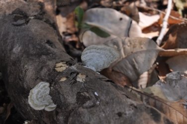 Mt Nancar Wilderness Retreat Daly River 099 DSC 0412 Mt Nancar Wilderness Retreat Daly River 099 DSC 0412