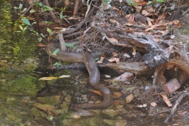 Mt Nancar Wilderness Retreat Daly River 103 DSC 0416 Mt Nancar Wilderness Retreat Daly River 103 DSC 0416