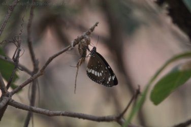 Mt Nancar Wilderness Retreat Daly River 134 DSC 0448 Mt Nancar Wilderness Retreat Daly River 134 DSC 0448