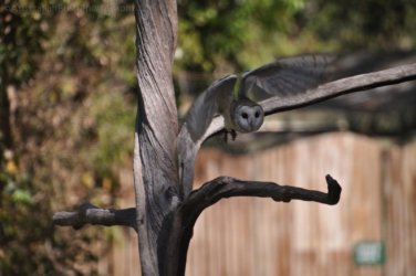 NT Wildlife Park Berry Springs 005 DSC 0477 NT Wildlife Park Berry Springs 005 DSC 0477