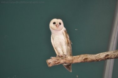 NT Wildlife Park Berry Springs 008 DSC 0480 NT Wildlife Park Berry Springs 008 DSC 0480