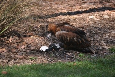 NT Wildlife Park Berry Springs 017 DSC 0489 NT Wildlife Park Berry Springs 017 DSC 0489