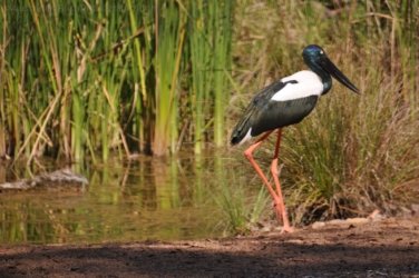 NT Wildlife Park Berry Springs 030 DSC 0502 NT Wildlife Park Berry Springs 030 DSC 0502