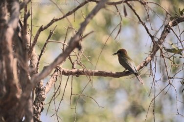 NT Wildlife Park Berry Springs 033 DSC 0505 NT Wildlife Park Berry Springs 033 DSC 0505