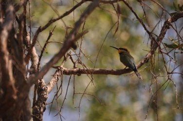 NT Wildlife Park Berry Springs 036 DSC 0508 NT Wildlife Park Berry Springs 036 DSC 0508