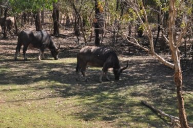 NT Wildlife Park Berry Springs 040 DSC 0512 NT Wildlife Park Berry Springs 040 DSC 0512