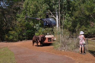 NT Wildlife Park Berry Springs 041 DSC 0513 NT Wildlife Park Berry Springs 041 DSC 0513