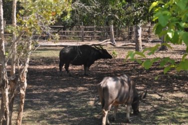 NT Wildlife Park Berry Springs 042 DSC 0514 NT Wildlife Park Berry Springs 042 DSC 0514