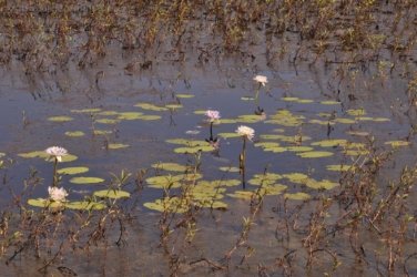 NT Wildlife Park Berry Springs 050 DSC 0522 NT Wildlife Park Berry Springs 050 DSC 0522