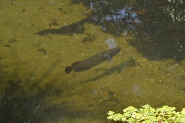 NT Wildlife Park Berry Springs 057 DSC 0529 NT Wildlife Park Berry Springs 057 DSC 0529