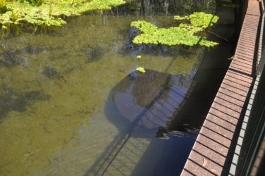 NT Wildlife Park Berry Springs 059 DSC 0531 NT Wildlife Park Berry Springs 059 DSC 0531