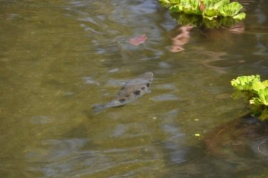 NT Wildlife Park Berry Springs 068 DSC 0540 NT Wildlife Park Berry Springs 068 DSC 0540
