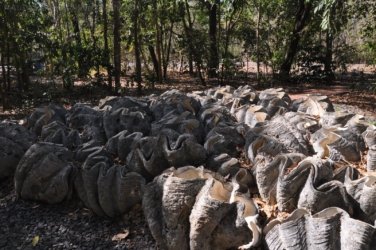 NT Wildlife Park Berry Springs 084 DSC 0556 NT Wildlife Park Berry Springs 084 DSC 0556