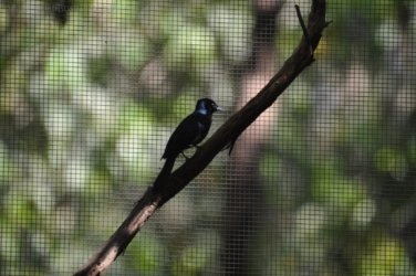 NT Wildlife Park Berry Springs 085 DSC 0557 NT Wildlife Park Berry Springs 085 DSC 0557