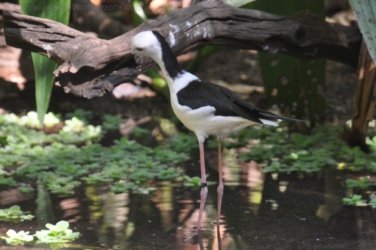 NT Wildlife Park Berry Springs 086 DSC 0558 NT Wildlife Park Berry Springs 086 DSC 0558