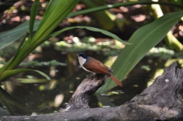 NT Wildlife Park Berry Springs 091 DSC 0563 NT Wildlife Park Berry Springs 091 DSC 0563