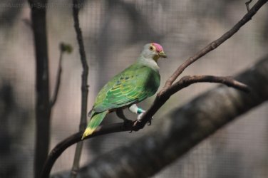 NT Wildlife Park Berry Springs 093 DSC 0565 NT Wildlife Park Berry Springs 093 DSC 0565