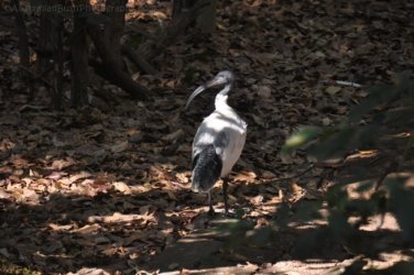 NT Wildlife Park Berry Springs 097 DSC 0569 NT Wildlife Park Berry Springs 097 DSC 0569