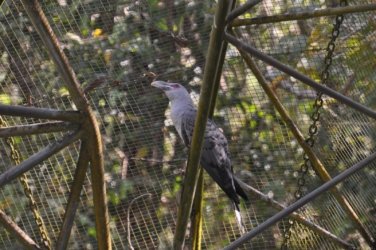 NT Wildlife Park Berry Springs 102 DSC 0574 NT Wildlife Park Berry Springs 102 DSC 0574