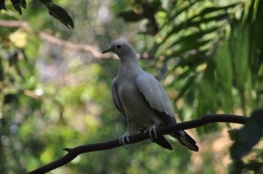 NT Wildlife Park Berry Springs 104 DSC 0576 NT Wildlife Park Berry Springs 104 DSC 0576