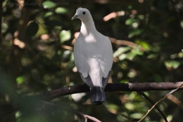 NT Wildlife Park Berry Springs 105 DSC 0577 NT Wildlife Park Berry Springs 105 DSC 0577