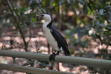 NT Wildlife Park Berry Springs 109 DSC 0581 NT Wildlife Park Berry Springs 109 DSC 0581