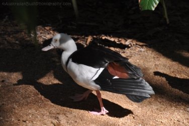 NT Wildlife Park Berry Springs 111 DSC 0583 NT Wildlife Park Berry Springs 111 DSC 0583