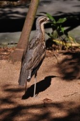 NT Wildlife Park Berry Springs 117 DSC 0589 NT Wildlife Park Berry Springs 117 DSC 0589