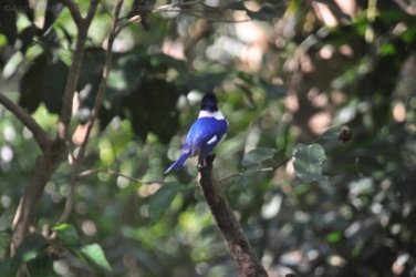 NT Wildlife Park Berry Springs 118 DSC 0590 NT Wildlife Park Berry Springs 118 DSC 0590