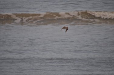 5Mile Beach 2 005 DSC 0181 5Mile Beach 2 005 DSC 0181