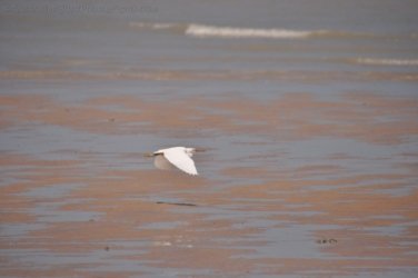 5Mile Beach 2 018 DSC 0194 5Mile Beach 2 018 DSC 0194