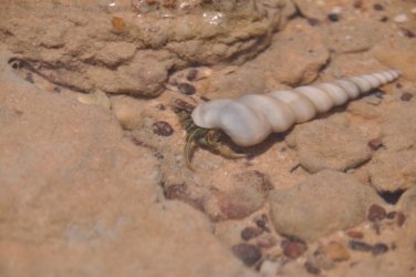 5Mile Beach 2 048 DSC 0224 5Mile Beach 2 048 DSC 0224