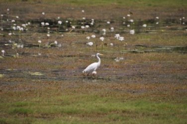 Anbangbang Billabong Kakadu 013 2021 08 06 12 15 29 DSC 0971 Anbangbang Billabong Kakadu 013 2021 08 06 12 15 29 DSC 0971