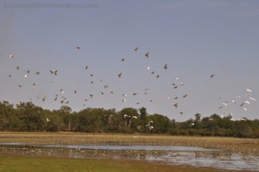 Anbangbang Billabong Kakadu 014 2021 08 06 12 15 34 DSC 0972 Anbangbang Billabong Kakadu 014 2021 08 06 12 15 34 DSC 0972