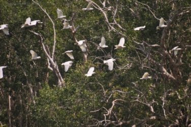 Anbangbang Billabong Kakadu 016 2021 08 06 12 15 38 DSC 0974 Anbangbang Billabong Kakadu 016 2021 08 06 12 15 38 DSC 0974