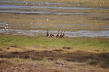 Anbangbang Billabong Kakadu 024 2021 08 06 12 17 54 DSC 0982 Anbangbang Billabong Kakadu 024 2021 08 06 12 17 54 DSC 0982