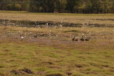 Anbangbang Billabong Kakadu 034 2021 08 06 12 27 05 DSC 0992 Anbangbang Billabong Kakadu 034 2021 08 06 12 27 05 DSC 0992