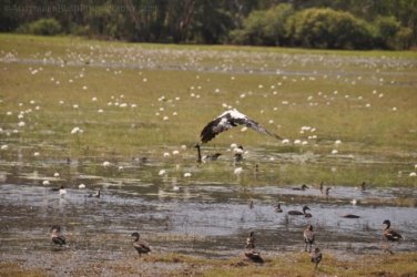 Anbangbang Billabong Kakadu 044 2021 08 06 12 37 44 DSC 1002 Anbangbang Billabong Kakadu 044 2021 08 06 12 37 44 DSC 1002