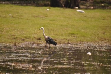 Anbangbang Billabong Kakadu 052 2021 08 06 12 42 51 DSC 0003 Anbangbang Billabong Kakadu 052 2021 08 06 12 42 51 DSC 0003