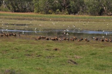 Anbangbang Billabong Kakadu 065 2021 08 06 13 09 23 DSC 0016 Anbangbang Billabong Kakadu 065 2021 08 06 13 09 23 DSC 0016
