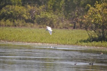Anbangbang Billabong Kakadu 081 2021 08 06 15 07 20 DSC 0032 Anbangbang Billabong Kakadu 081 2021 08 06 15 07 20 DSC 0032