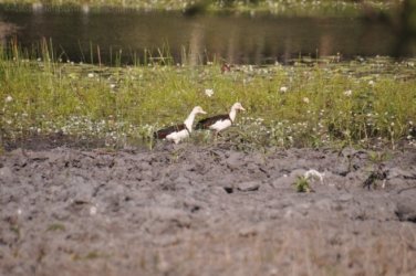 Anbangbang Billabong Kakadu 089 2021 08 06 15 32 17 DSC 0040 Anbangbang Billabong Kakadu 089 2021 08 06 15 32 17 DSC 0040