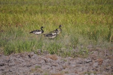 Anbangbang Billabong Kakadu 098 2021 08 06 15 36 57 DSC 0049 Anbangbang Billabong Kakadu 098 2021 08 06 15 36 57 DSC 0049