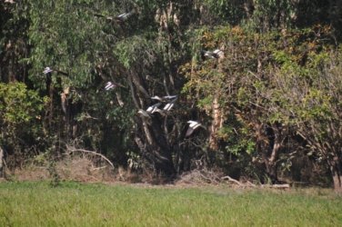 Anbangbang Billabong Kakadu 100 2021 08 06 15 39 30 DSC 0051 Anbangbang Billabong Kakadu 100 2021 08 06 15 39 30 DSC 0051