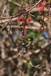 Anbangbang Billabong Kakadu 105 2021 08 06 15 45 23 DSC 0056 Anbangbang Billabong Kakadu 105 2021 08 06 15 45 23 DSC 0056