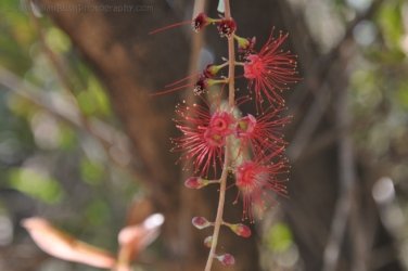 Bardedjilidji Sandstone Walk Kakadu 003 2021 08 08 10 02 16 DSC 0101 Bardedjilidji Sandstone Walk Kakadu 003 2021 08 08 10 02 16 DSC 0101