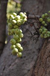 Bardedjilidji Sandstone Walk Kakadu 008 2021 08 08 10 08 26 DSC 0106 Bardedjilidji Sandstone Walk Kakadu 008 2021 08 08 10 08 26 DSC 0106